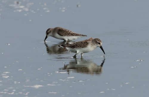 Western Sandpiper