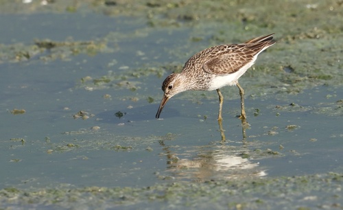 Pectoral Sandpiper