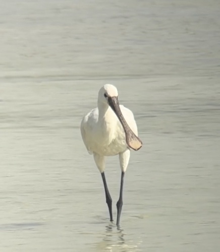 Eurasian Spoonbill