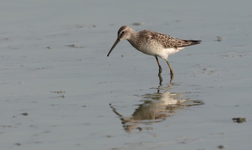 Stilt Sandpiper