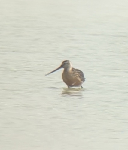 Bar-tailed Godwit