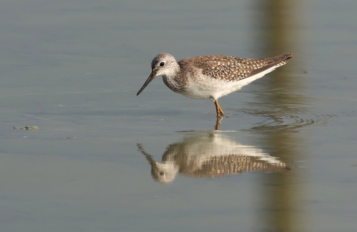 Lesser Yellowlegs