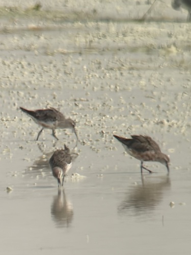 Curlew Sandpiper