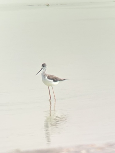 Black-winged Stilt