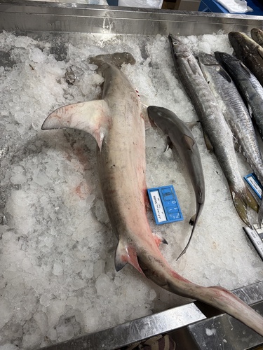 Great Hammerhead