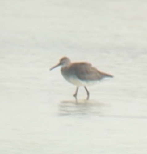 Common Redshank