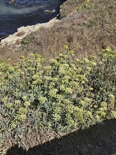 rock samphire