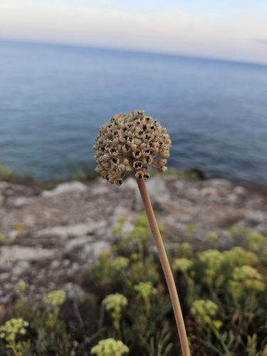 maritime wild leek