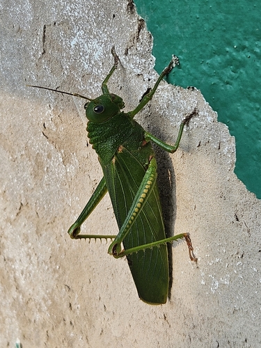 Titanacris albipes