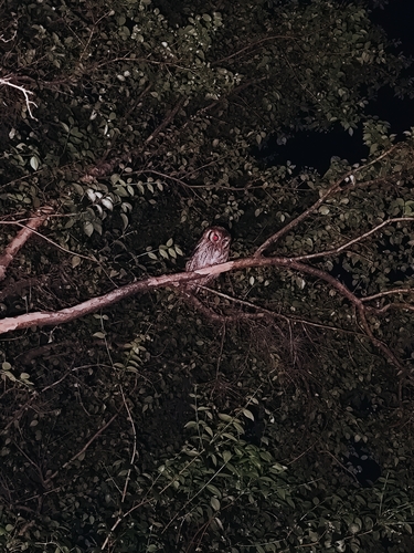 Tropical Screech-Owl