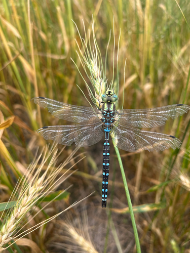 Lance-tipped Darner
