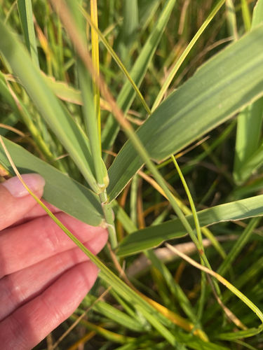 reed canary grass