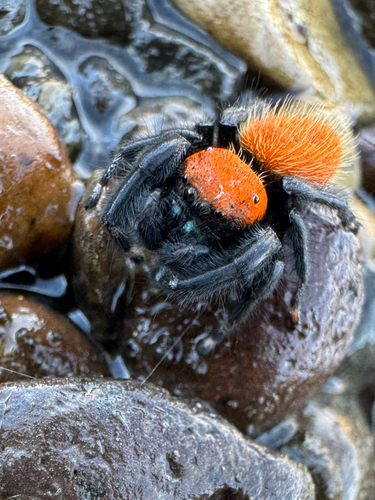 Apache Jumping Spider