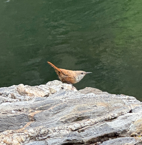 Canyon Wren
