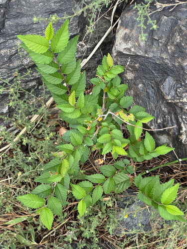 Siberian elm