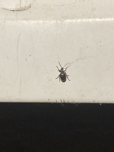 Strawberry Root Weevil