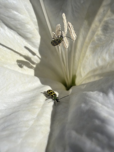 Spotted Cucumber Beetle