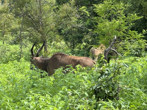 Western Derby Eland