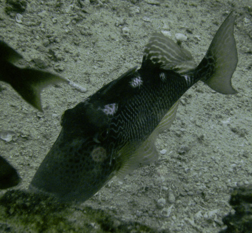 triggerfish, lovelyclemmy