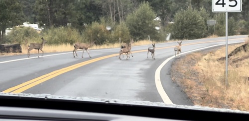 Columbian Black-tailed Deer