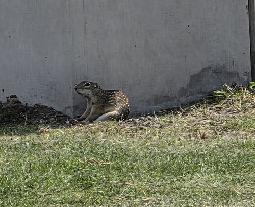 Mexican Ground Squirrel observed by antony_portillo