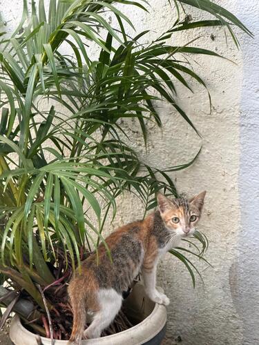 Domestic Cat
