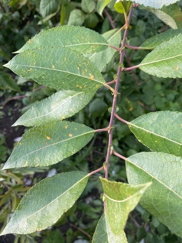 goat willow