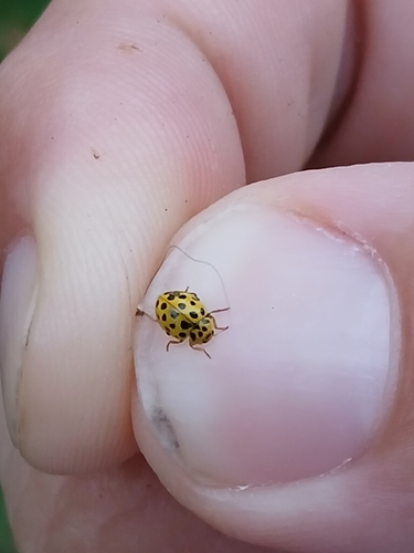 22-spot Ladybird