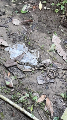 Buff Striped Keelback
