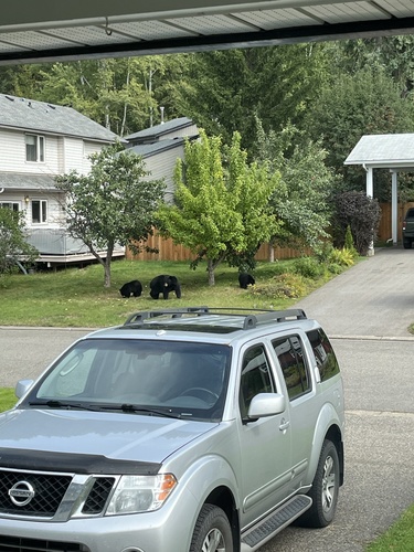 Black Bear sighting near Newglen Pl