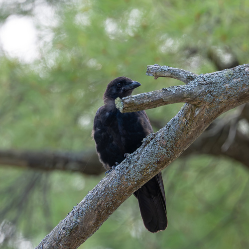American Crow