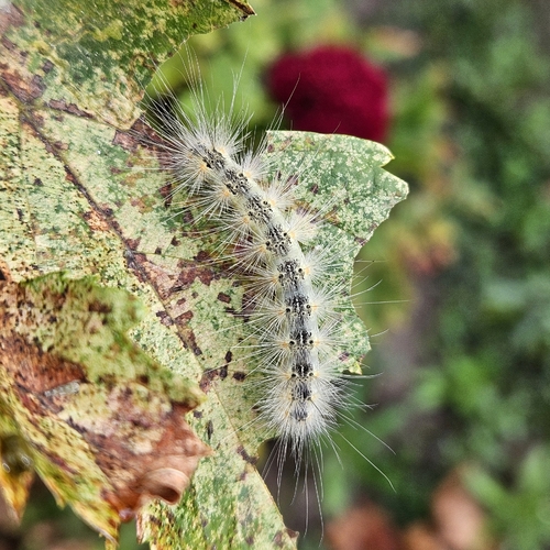 Fall Webworm Moth