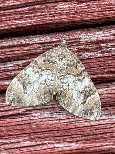 Dark Marbled Carpet