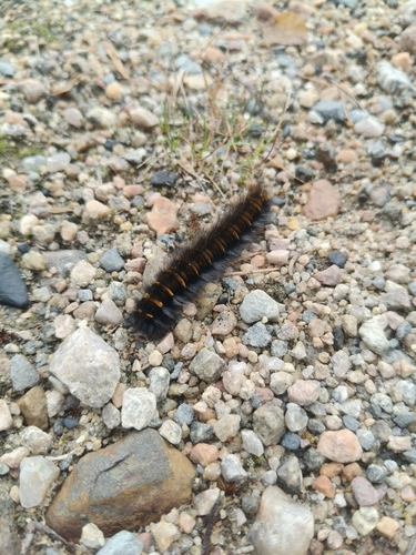 Fox Moth