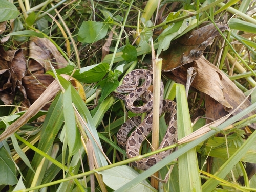 Many-spotted Cat Snake