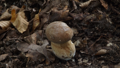 Summer Bolete