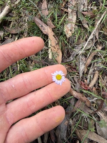 cut-leaved daisy