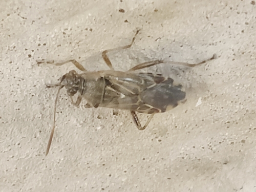 Hyaline Grass Bug