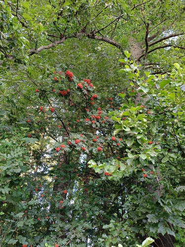European mountain ash