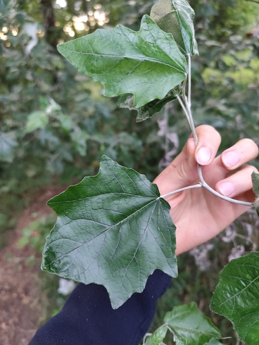 white poplar