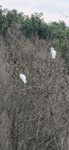 Great Egret