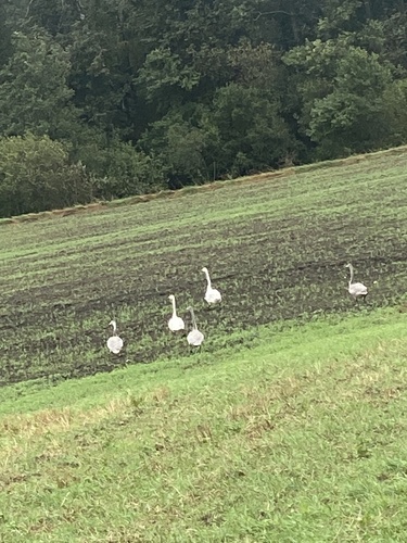 Whooper Swan
