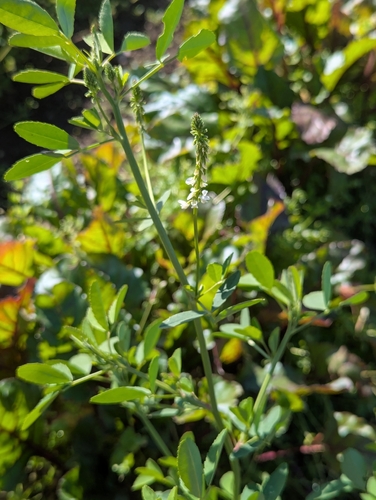 White Sweetclover