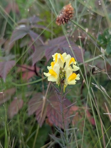 common toadflax