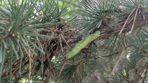 Lime Hawkmoth