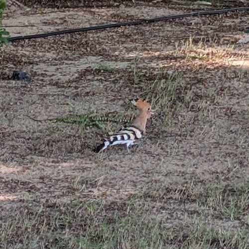 Common Hoopoe