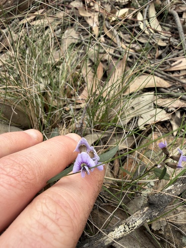 common hovea