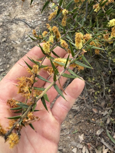 Spike Wattle