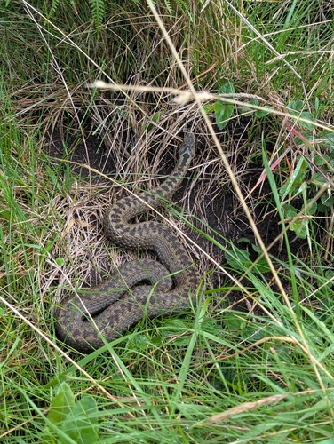 Adder