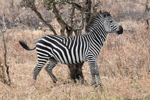 Crawshay's Zebra